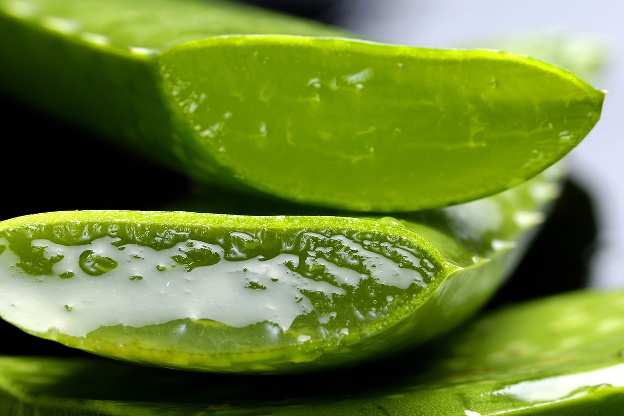 Aloe, aloe vera, nature — 4 Reasons to Buy Cannabis from a Dispensary