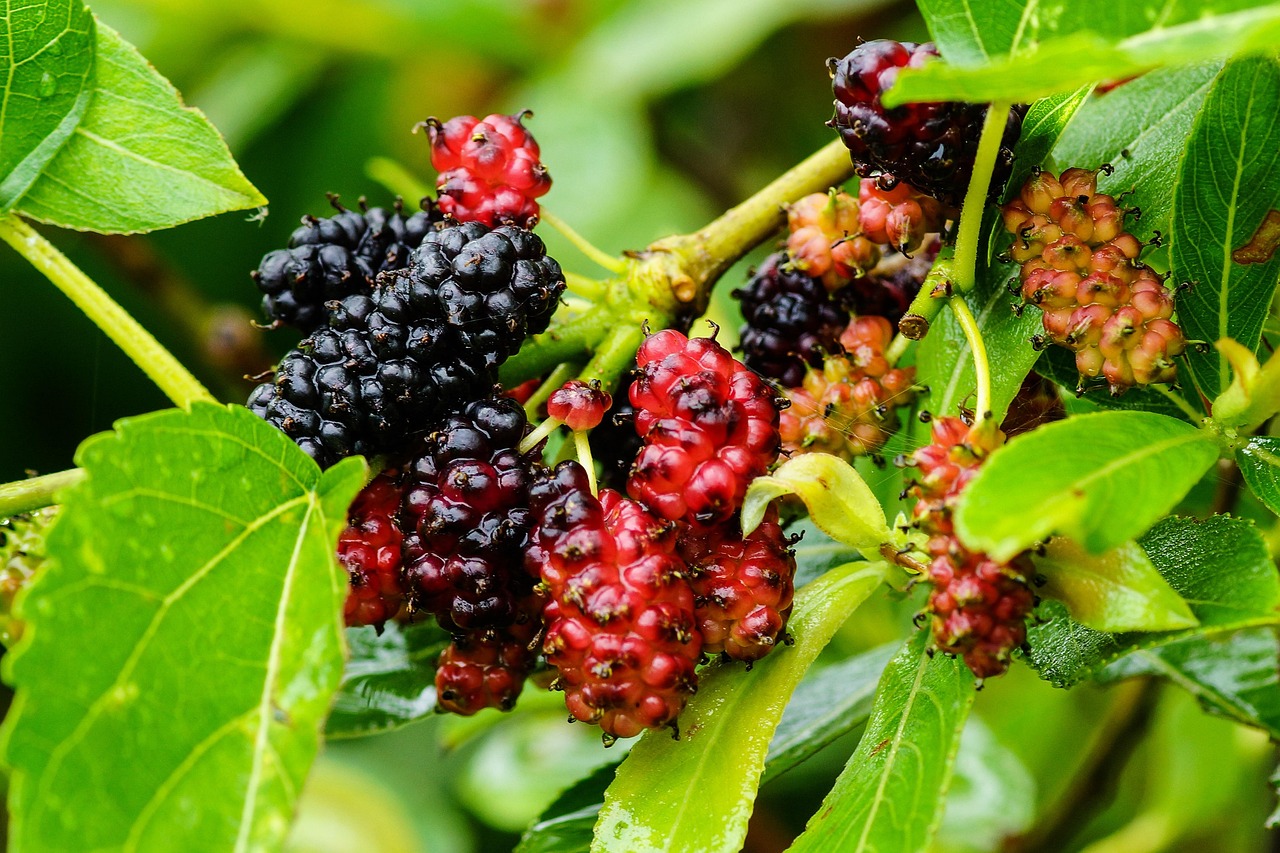 Mulberry, color, wild — A Brief Introduction to Meggi