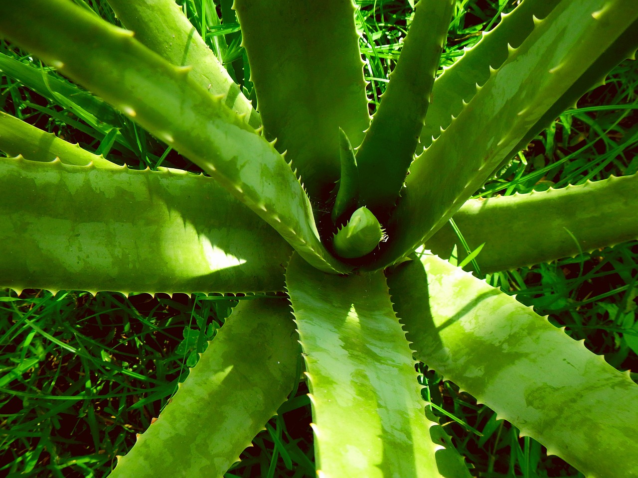 Aloe vera, aloe, nature — Beginner Tips for choosing vape devices