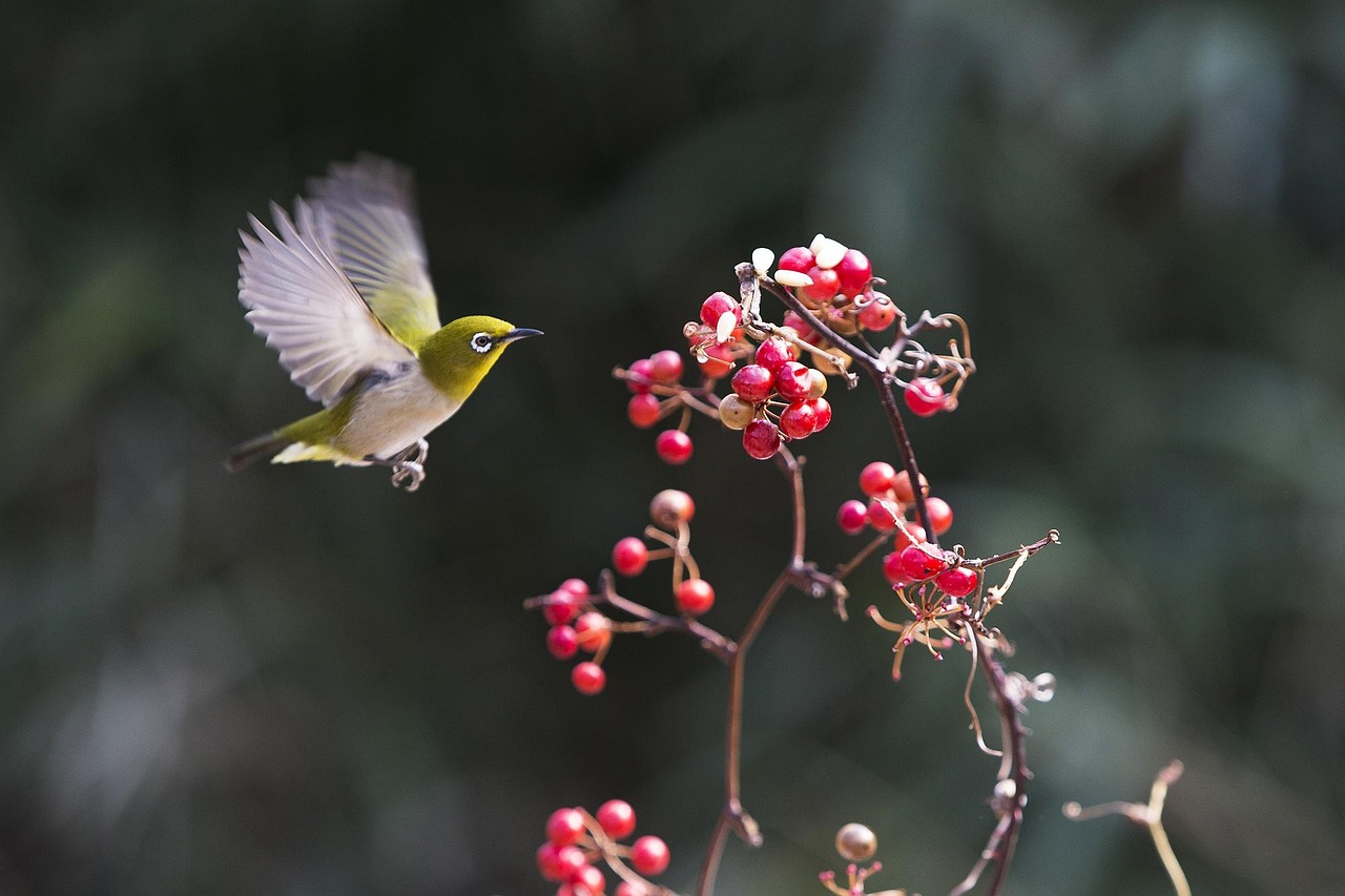 New, chickadee, fruit — Benefits of CBD Therapies for Neurodegenerative Diseases