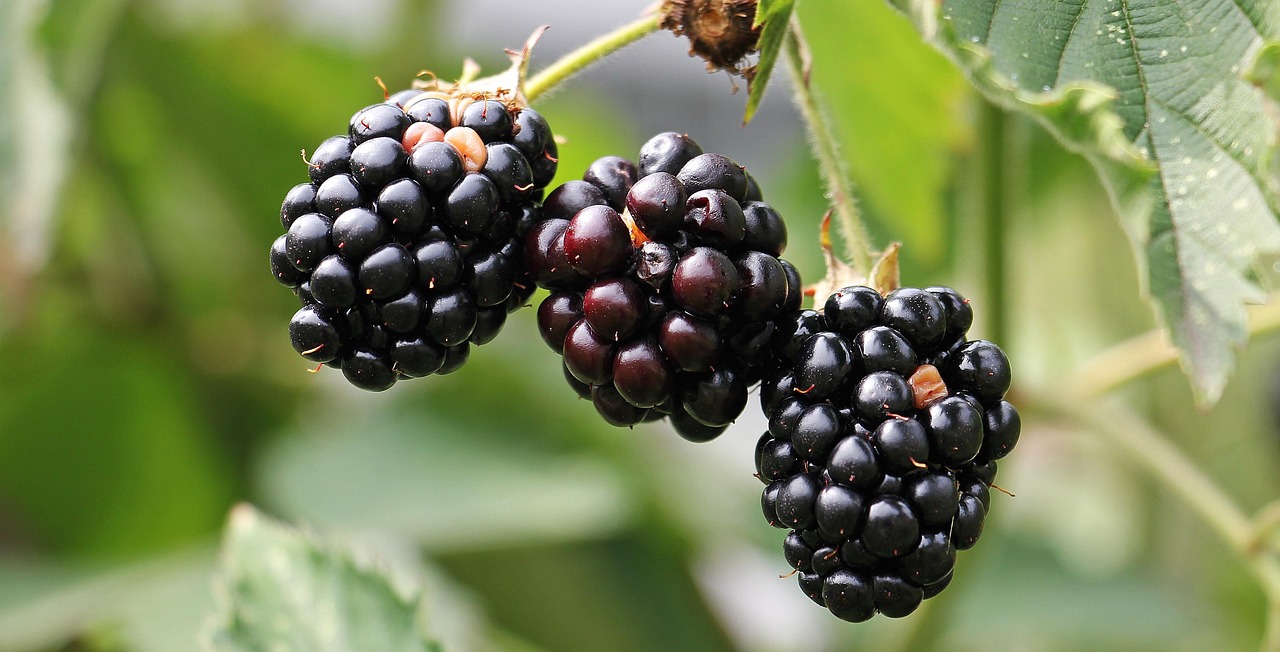 Blackberries, bramble, berries — Can You Seek Social Security Disability Benefits for Chronic Migraines?