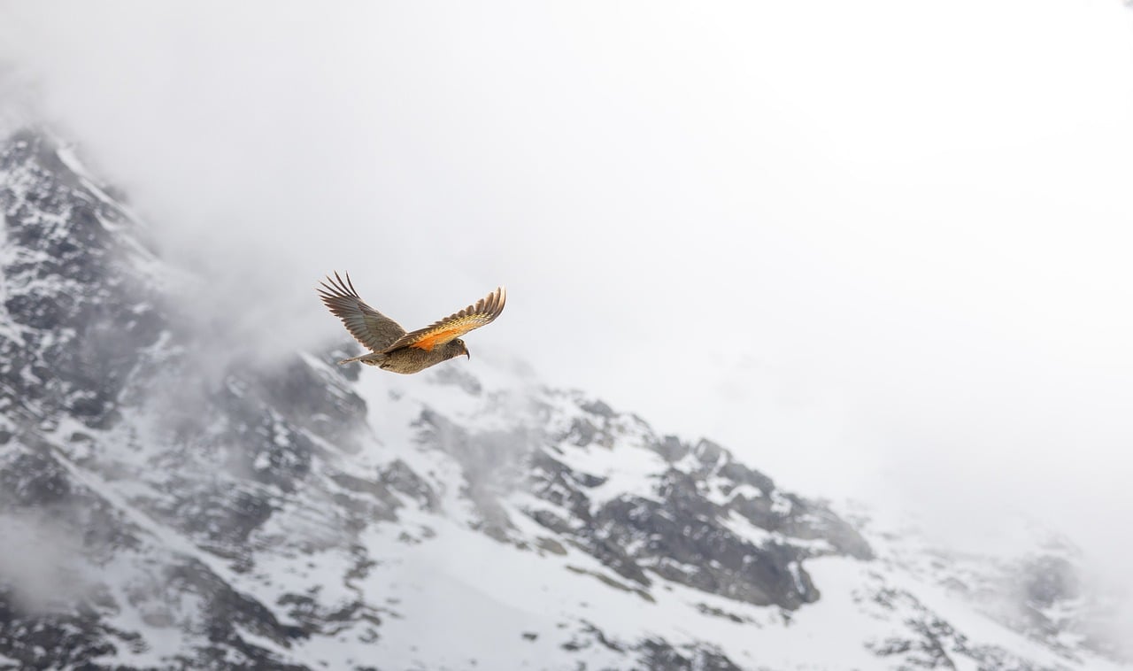 Bird, mountain, kea — Creating SEO Blogs to Drive Traffic for 55 Club