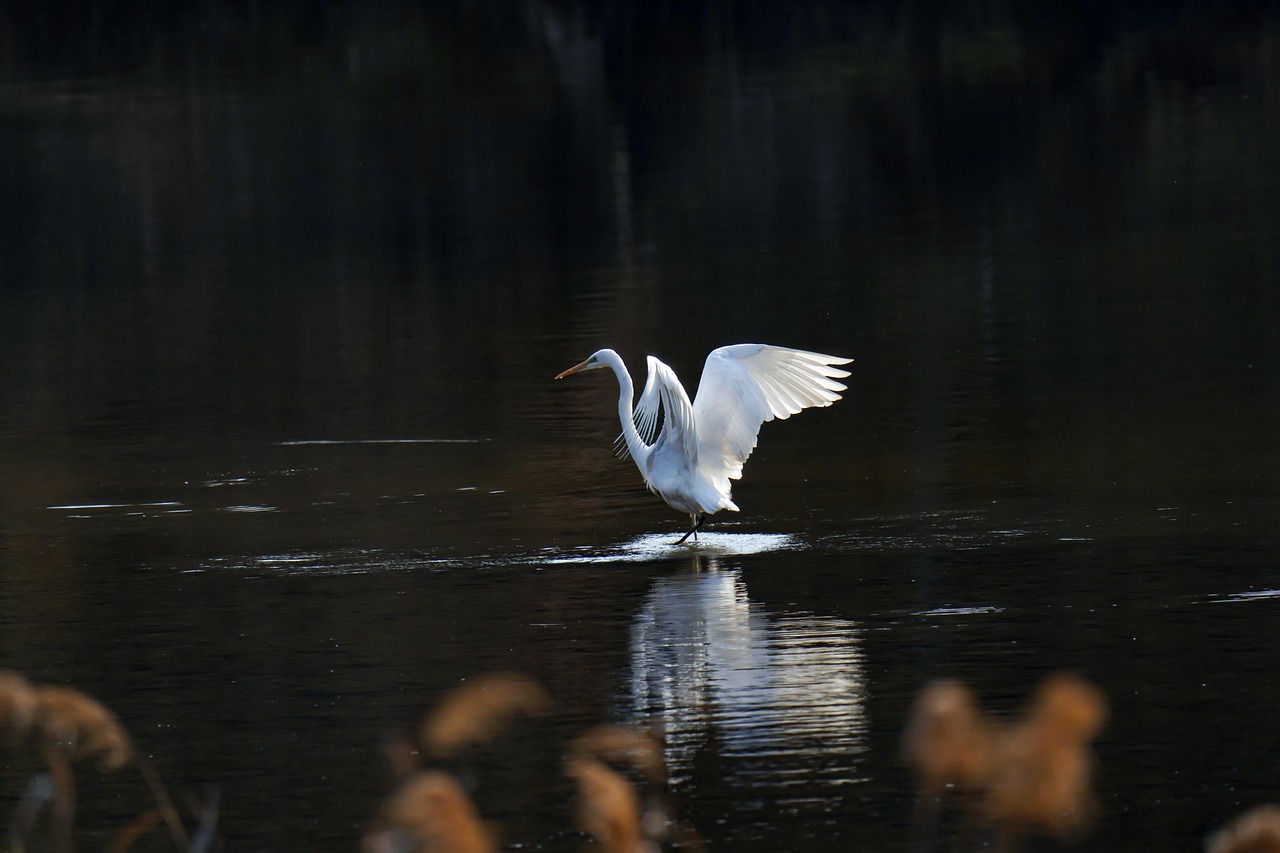 Common heron, nature, new — Final Verdict: Is OK Win App Worth It in 2025?
