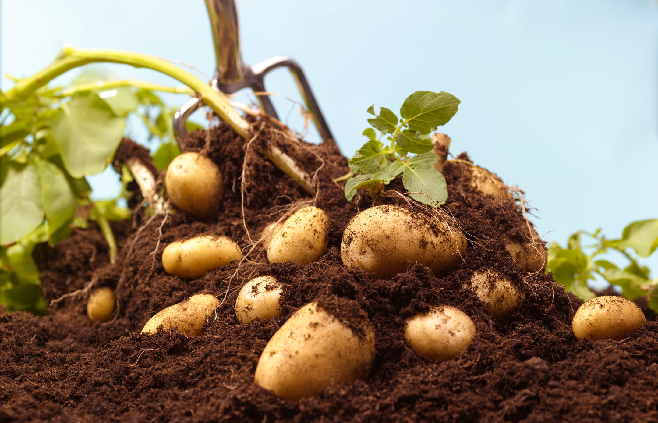 Growing Healthy Potatoes