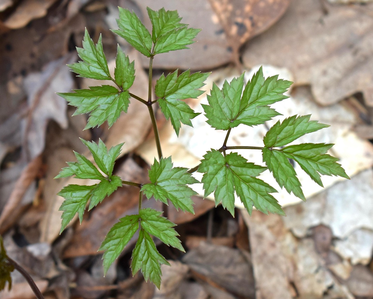 Black cohosh, new leaves, plant — How are Cheek Filler Beneficial for Individuals?