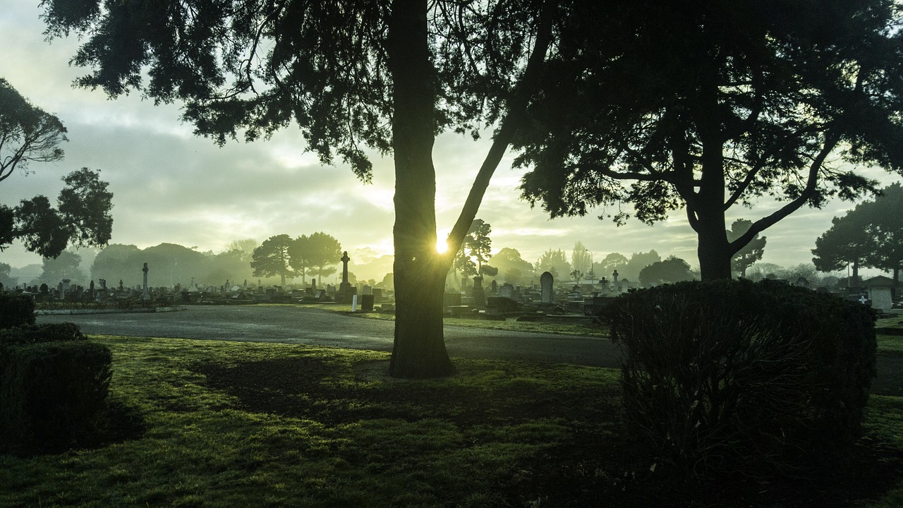 New zealand, tree, cemetry — How Can I Improve My Style Using My Hair?