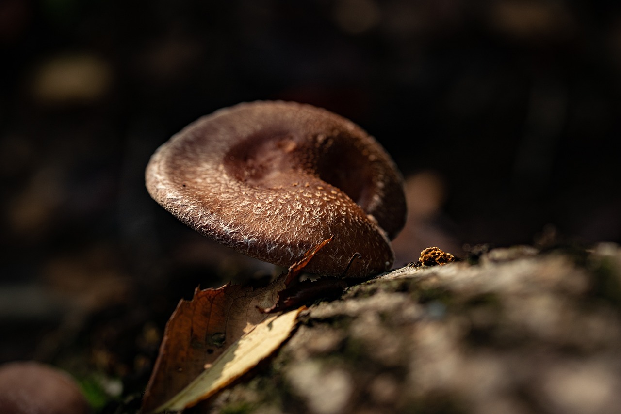 Mushroom, food, wild — How rehab can help you overcome your addiction