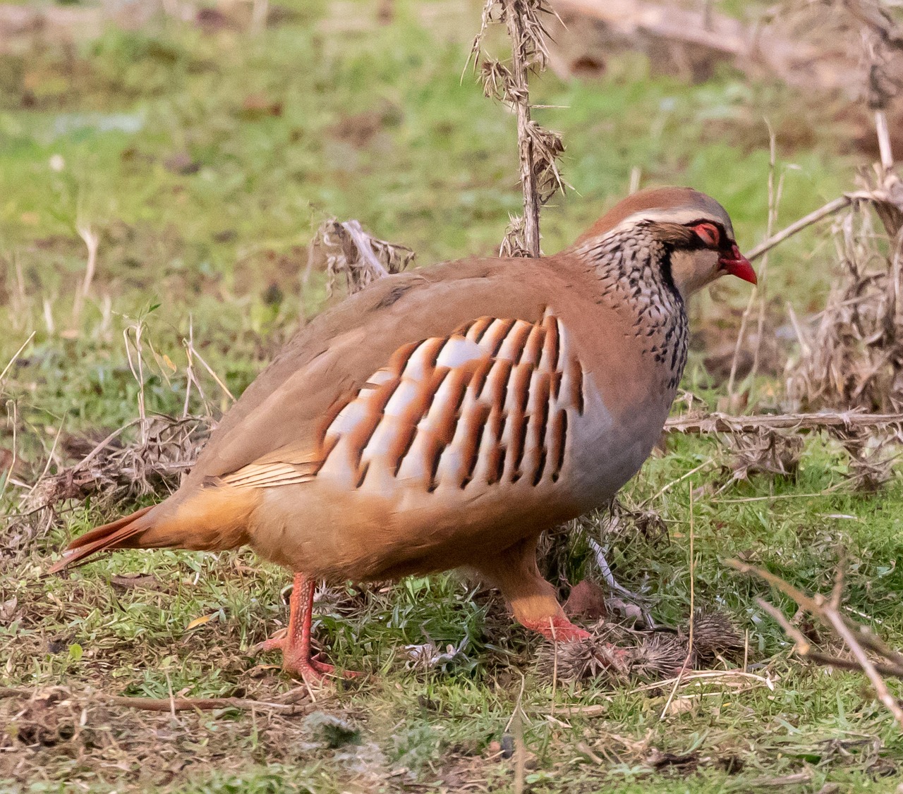 Partridge, game bird, game — How Revolution Hold'em Increases Player Engagement and Excitement