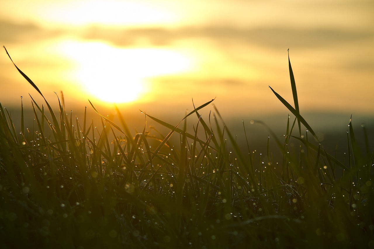 Grass, sunrise, sun — How to Play Master Poker on PC or Laptop