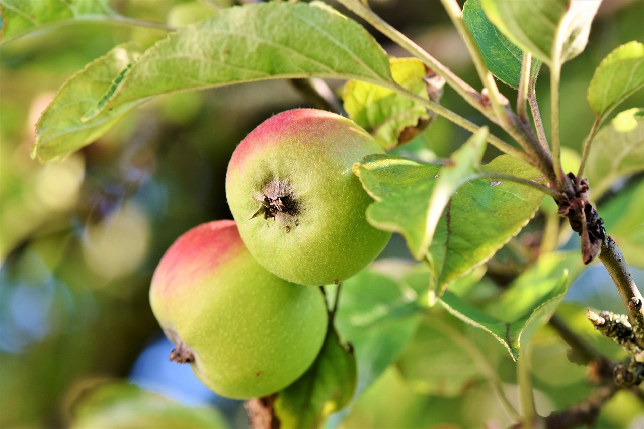 Apple, fruits, food — How to reduce lower back pain with the right exercises?