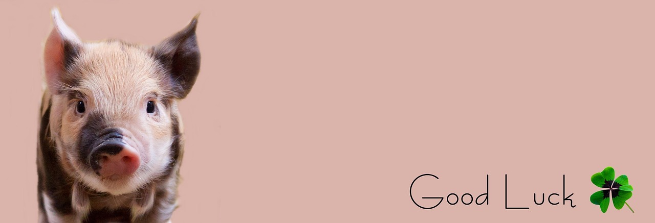 Piglet, pig, happiness — Regaining Lost Trust: How to Reconnect with Your Partner