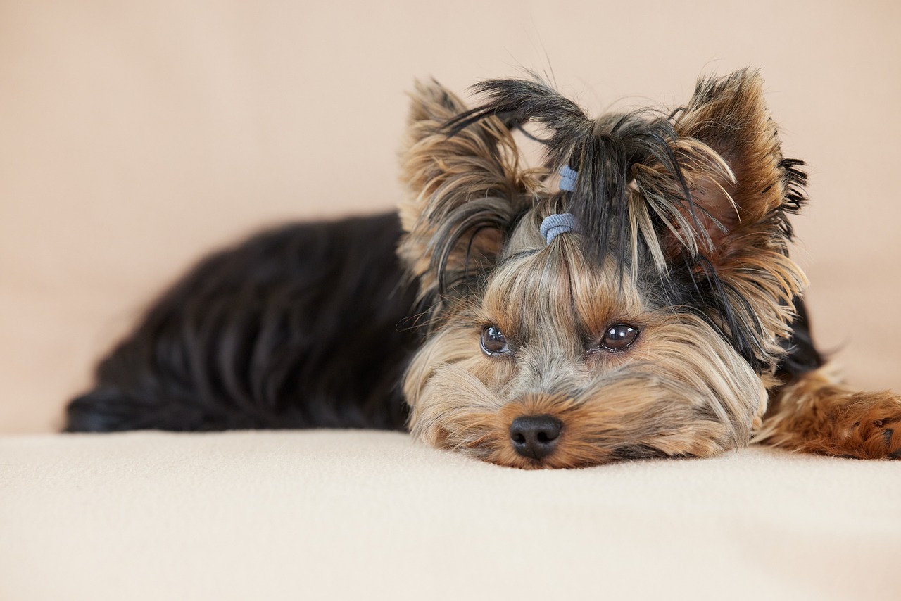 Dog, puppy, pet — Save the Hair with Derma Roller Scalp Hair Loss