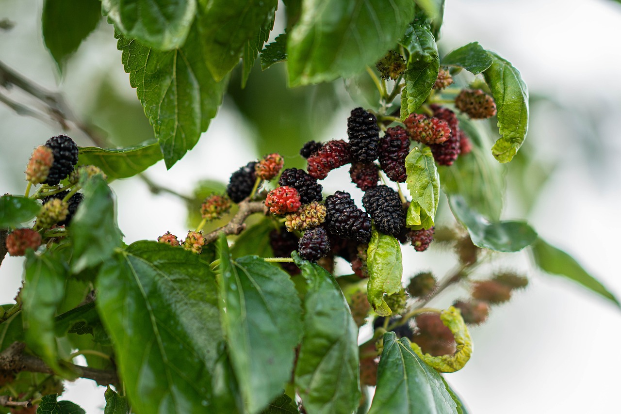 Mulberry fruit, spring, eat — Sildamax by Agron Pharma: A Comprehensive Guide to the 100mg Sildenafil Citrate ED Solution