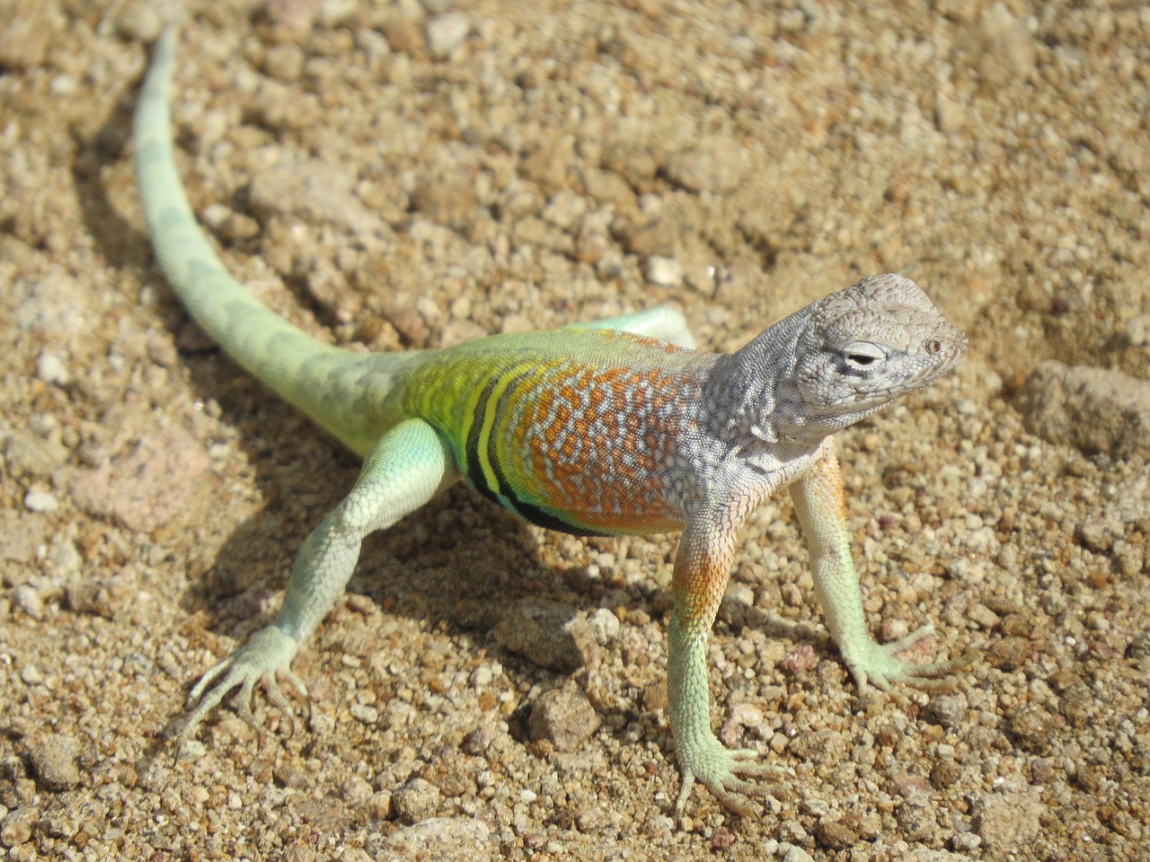 Reptile, lizard, colorful — Stand Out: Instagram Username Ideas That Are Still Available