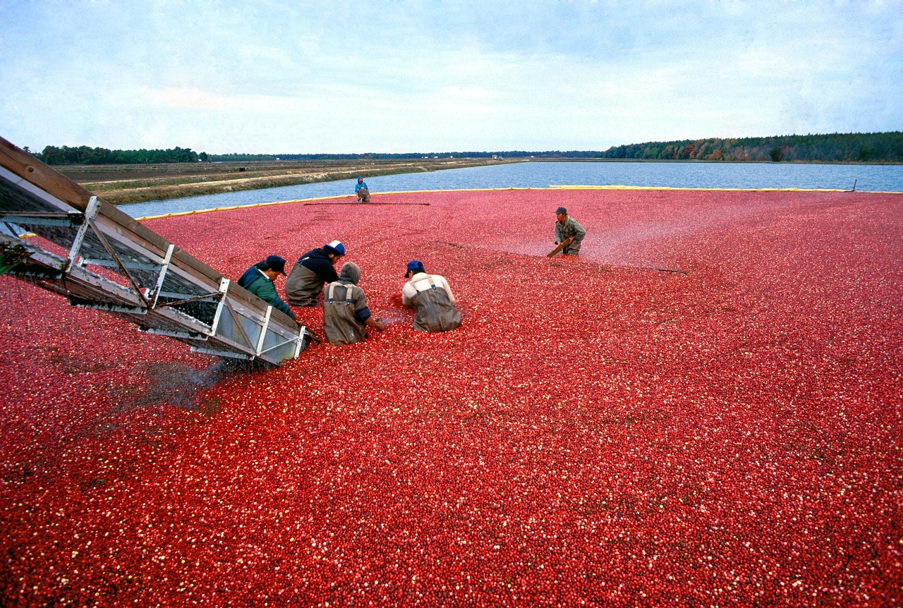 Cranberry, harvest, red — The Enduring Magic of Clueless: A Fresh Perspective