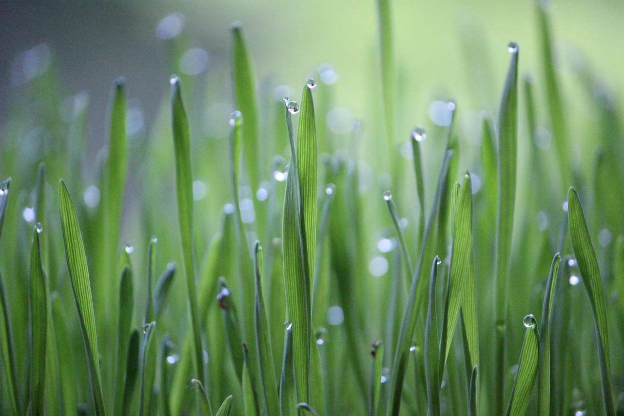 Wheat grass, grass, green — The Potential Of Hospice Care In Los Angeles