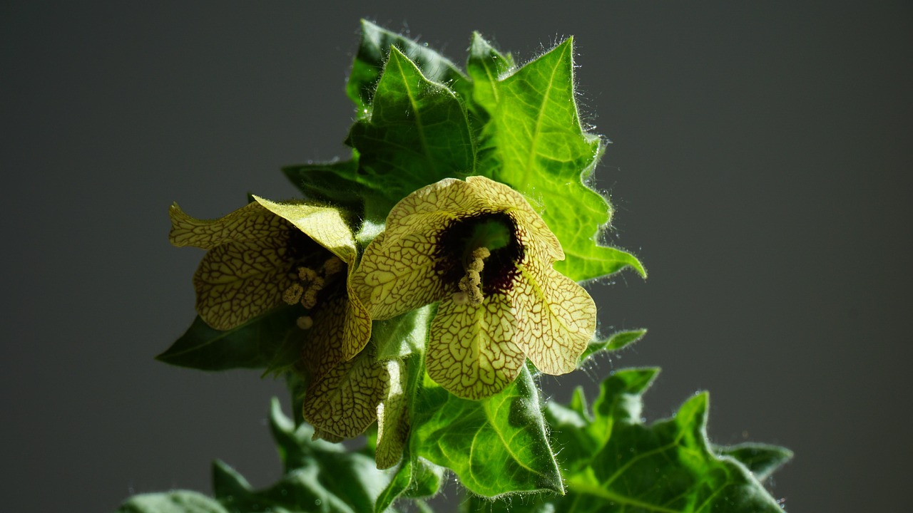 Hyoscyamus niger, henbane, mental health — The Rise of Online Testosterone Therapy: Breaking Barriers to Hormonal Health