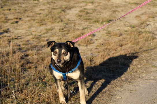 The Role of Custom Dog Harnesses in Ensuring Pet Safety and Comfort