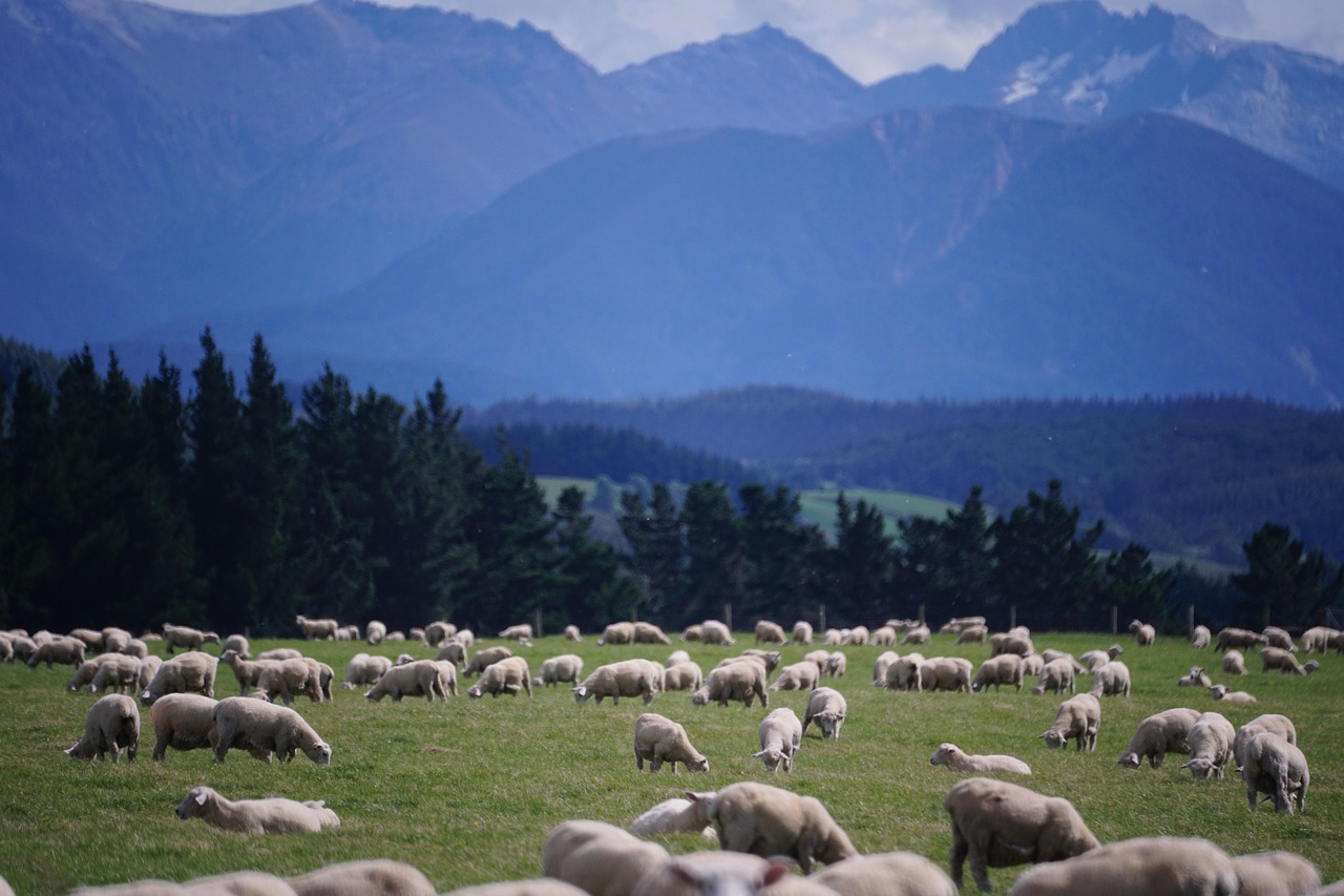 Sheep, new zealand, farm — Top 4 Reasons to Quit Drinking Alcohol