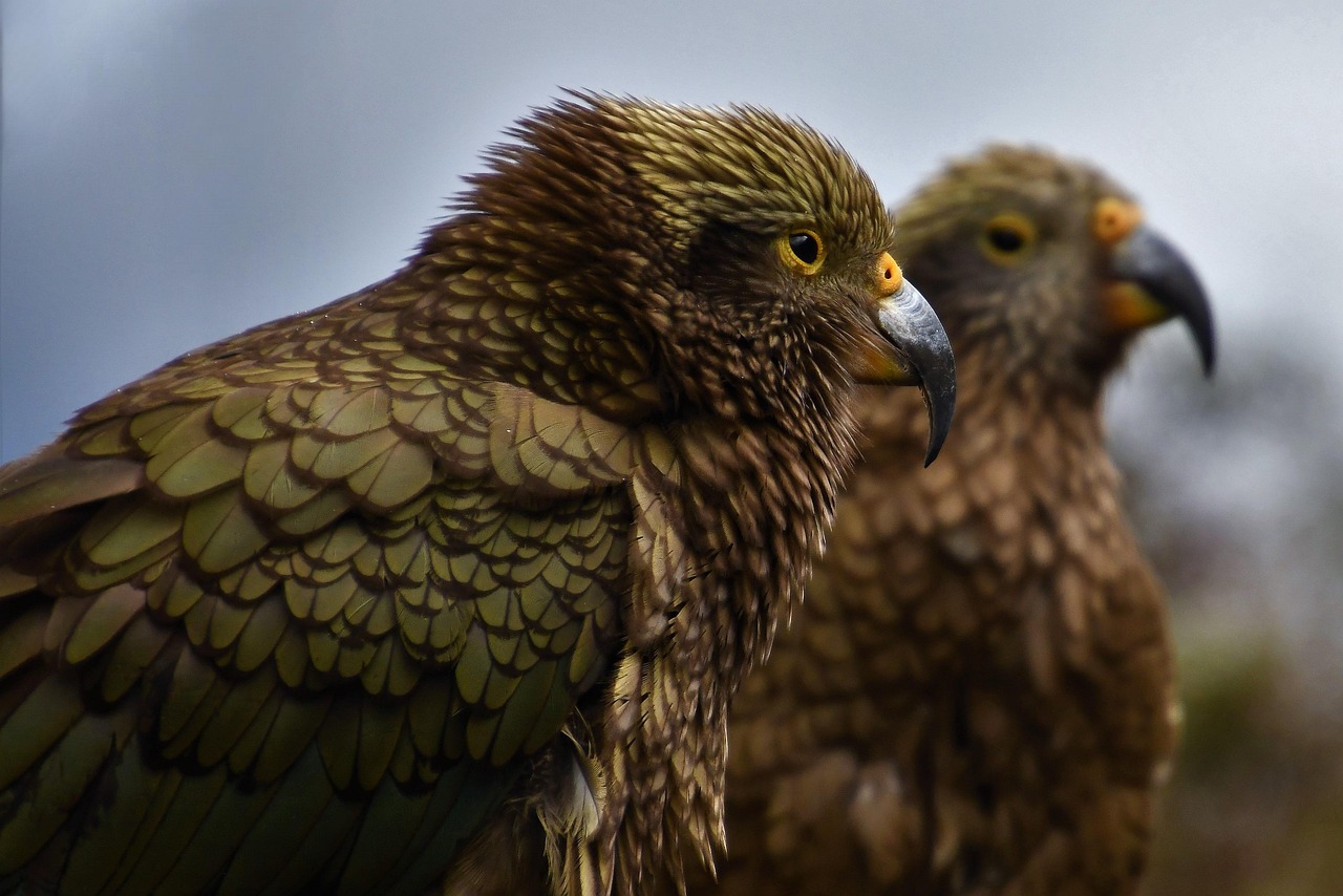 Bird, animal, mountain parrot — What You Need to Know About Fine Line Tattoos