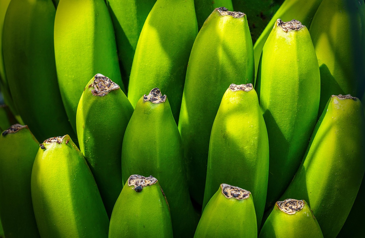 Banana tree, fruit, nourishment — Which is best health checkup packages? What does it include?