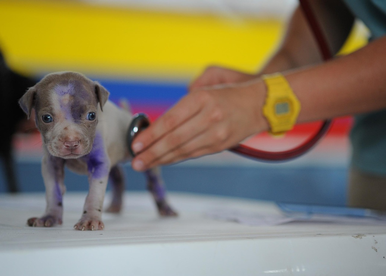Dog, puppy, canine — Why do COVID-19 Vaccines need to Be Stored in Low Temperatures?