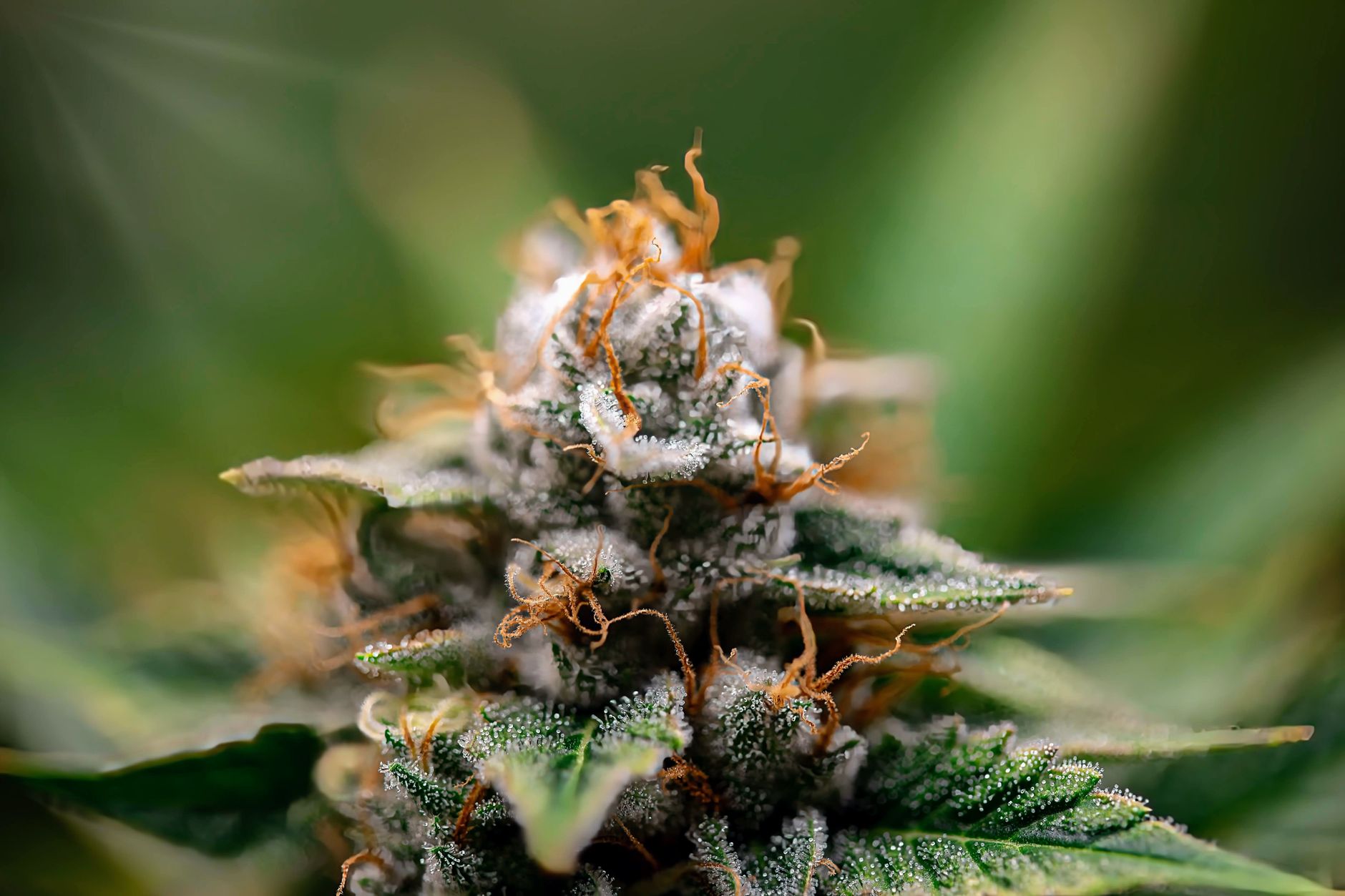 Neurotech cannabinoid approval