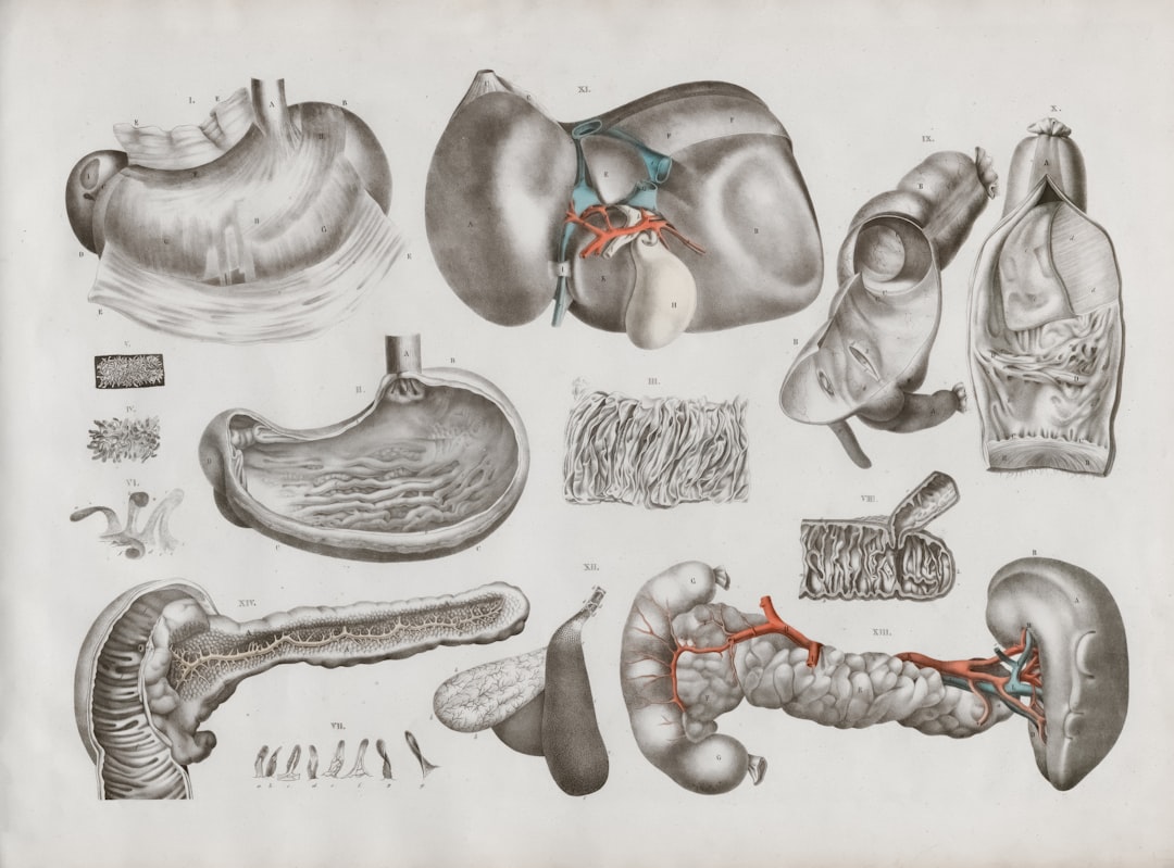An anatomical illustration of human digestive organs including stomach, liver, and intestines.