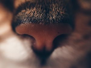 Tip Plasty Procedure in Sydney: A Closer Look at Nasal Tip Refinement
